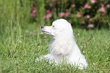 CANICHE NAIN 044